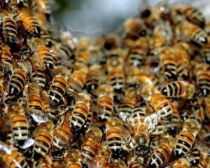 bee_swarm